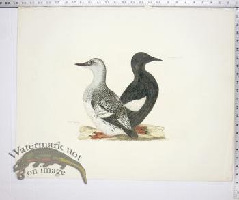 Black Guillemot - Summer & Winter Plumage
